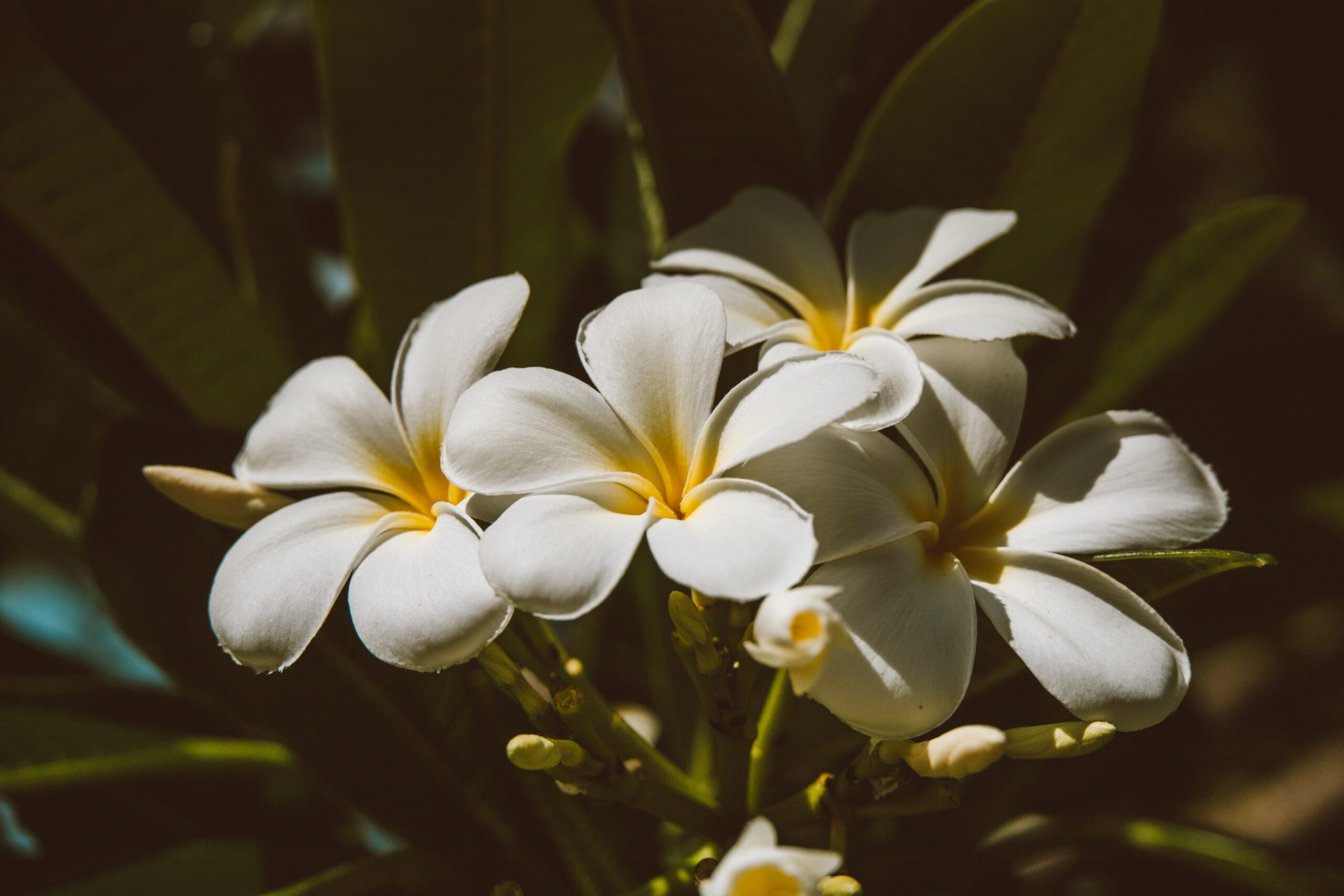 White Flowers