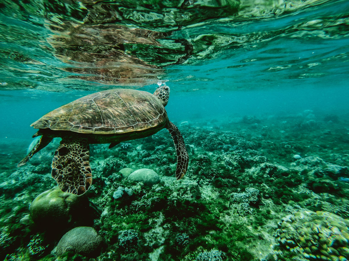 sea turtle snagit